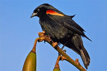 Cuban Red-Shouldered Blackbird.