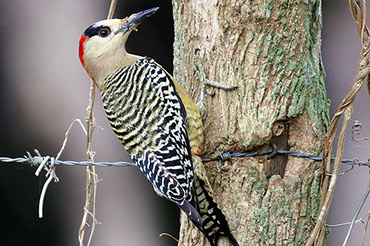 Cuban West Indian Woodpecker.